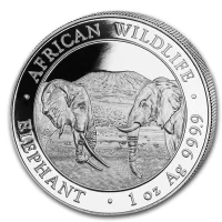 Somalia Elephant 2020